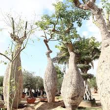 Image result for Brachychiton populneus