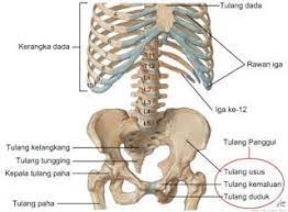 Sistem Rangka Adalah Suatu Sistem Organ Yang Memberikan Dukungan Fisik Pada Makhluk Hidup Tubuh Manusia Manusia Anatomi Manusia