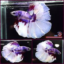 Live Betta Fish Male Purple Marble Halfmoon Hm 1998 Betta Fish Betta Fish Tank Betta