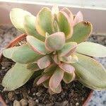 Image result for Crassula globularioides