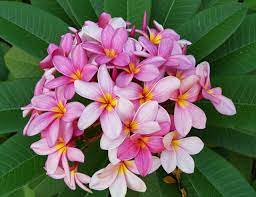 Pin On Flowers Names