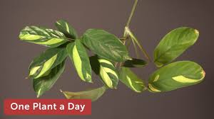 Beautiful thuja green giant arborvitae trees shipped straight to your door. Ctenanthe Lubbersiana Golden Mosaic Plant Houseplant Care 315 Of 365 Youtube
