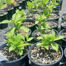 Image result for Rotheca wildii