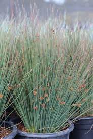 Image result for Juncus exsertus