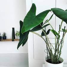 Alocasia Zebrina Plant Goals Hoya Plants Plants