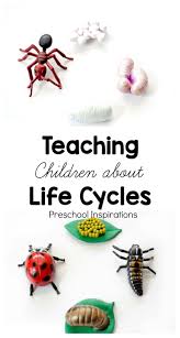 That's why busy bag activities for preschoolers are so effective, they give kids a chance to play and have fun with math concepts. Teaching Children About Life Cycles Preschool Inspirations