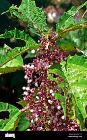 Image result for Urera