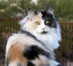 Winterfyre Norwegian Forest Cats Norwegian Forest Cat Angora Cats Forest Cat