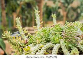 Image result for Monadenium lugardiae