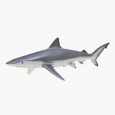 Smalltail Shark 3d Model Ad Smalltail Shark Model With Images 3d Model Real Model