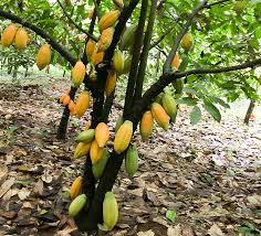 Cocoa plantation produces cocoa from cocoa fields. Cocoa Production And Chocolate Markets Worldwide Farmfolio