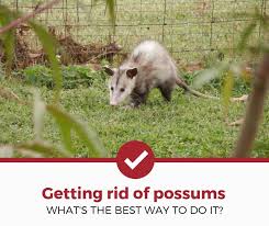 This is when you will refill bait if needed. How To Get Rid Of Possums Opossums Naturally And Non Naturally Pest Strategies