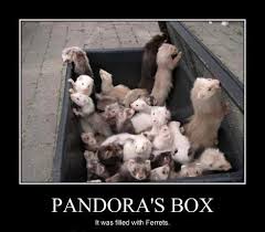 Pin By Julie Powell On Humor Funny Ferrets Cute Ferrets Baby Ferrets