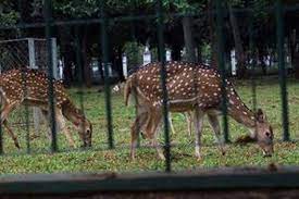Lahan tersebut juga harus memiliki kandang untuk rusa dan lokasinya pun harus berada di tempat sepi atau jauh dari gangguan maupun kebisingan. Ingin Pelihara Rusa Monas Di Rumah Ini Syaratnya