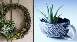 Air plants, or tillandsia, are a wonderful option for those wanting houseplants in their home. The 18 Absolute Best Ways To Display Your Air Plants