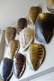 Turtle Shells The President Wears Prada Turtle Shell Tortoise Shell Shell Decorations