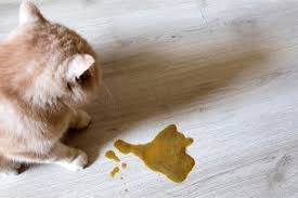 Get info on chronic and acute vomiting in cats. Why Is My Cat Throwing Up Brown Liquid Senior Cat Wellness Cat Throwing Up Dog Throwing Up Cats