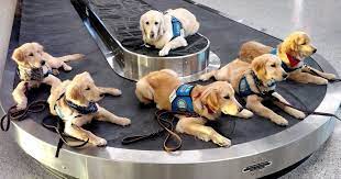 Find golden retriever puppies near you at lancaster puppies. Nebraska Group Awaits Gaggle Of Golden Retriever Puppies To Train As Comfort Dogs Sandhills Express