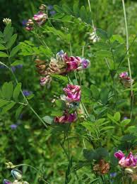 Image result for Rhynchosia tricuspidata