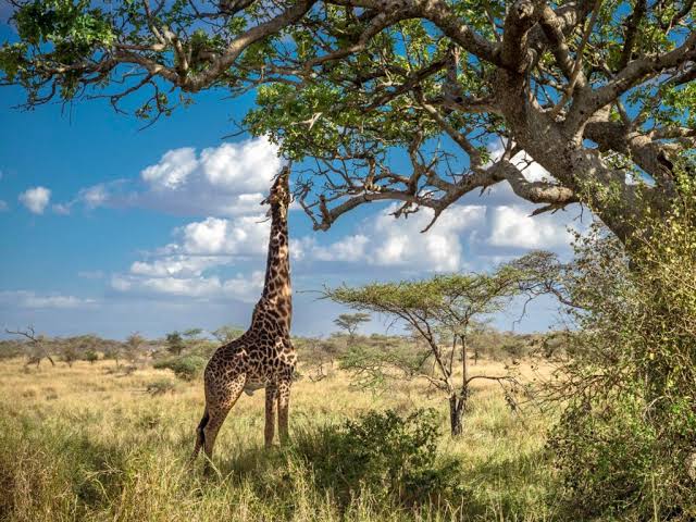 Tarangire National Park