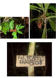 Image result for Thomandersia congolana