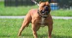 American Bandogge Mastiff Dog Breed Information and Pictures