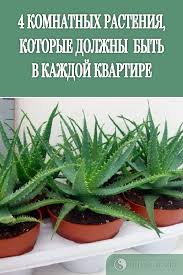 для ухода за цветами в доме творчества 10 упаковок Title S Izobrazheniyami Rasteniya Komnatnye Rasteniya Sukkulenty V Sadu