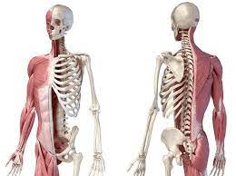 We did not find results for: Pengertian Sistem Gerak Manusia Fungsi Organ Dan Contoh
