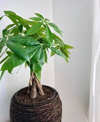 Repotting a money tree bonsai. Money Tree Plant Everything You Need To Know Nixe Dylan
