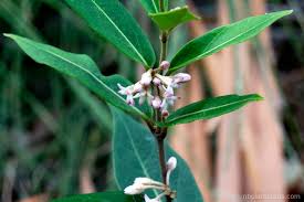 Image result for Marsdenia