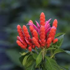 Image result for Mystacidium venosum