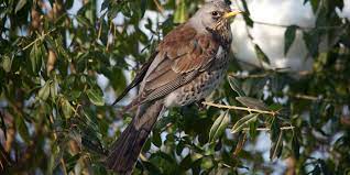 Check out their videos, sign up to chat, and join their community. Wacholderdrossel Steckbrief Des Wintervogels