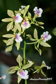 Image result for Annickia ambigua