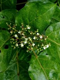 Image result for Premna velutina