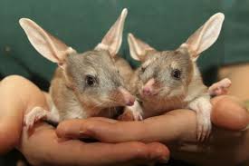Bilby2 Baby Animals Animals Rare Animals