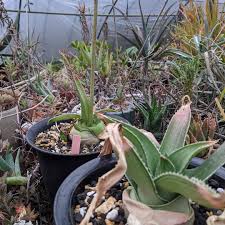 Image result for Aloe fimbrialis