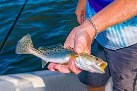 Colourful and natural, they provide an impressive visual whilst requiring a less. Freshwater Fishing Vs Saltwater Fishing What You Should Know Steinhatchee River Club