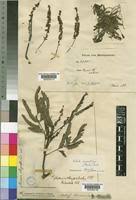 Image result for Entada chrysostachys