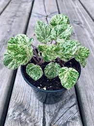 The one thing that can trying to grow cacti in pots without holes is generally a miserable experience. Hey I Found This Really Awesome Etsy Listing At Https Www Etsy Com Ca Listing 830883383 Peperomia Pilea Peperomia Ruffle Peperomia Plants Indoor Plants