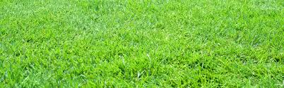 Establishing a newly installed lawn. Residential Sod Installation Atlanta Sod Company