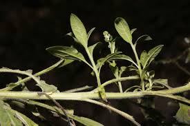 Image result for Cynoglossum lanceolatum