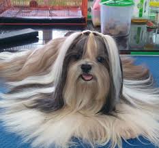 This is a good hair cut for shih tzus that like to chew on their fur and for dogs living in hot climates. Shih Tzu Haircut Long Novocom Top