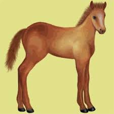 Image result for howrse