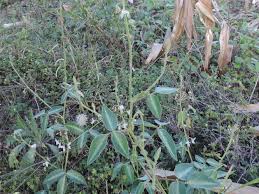 Image result for Desmodium uncinatum