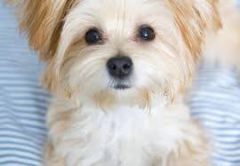 morkie dog complete guide to maltese yorkie mix all