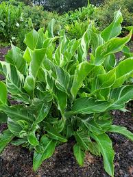 Image result for Canna indica