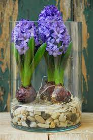 We did not find results for: How To Force Bulbs For Gorgeous Indoor Bloom And Color Bulb Flowers Indoor Flowers Onion Flower