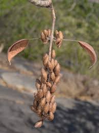 Image result for Hymenodictyon