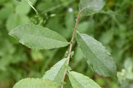 Image result for Salicaceae