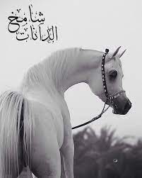 للبيع فحل جميل ونسب الاسم شيخ الدانات من الاب بطل الكويت و بطل المانيا و بطل ايطاليا وله الكثير من الانجازات شامخ ا arabian horse videos horse videos horses